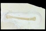 Fossil Pterosaur (Azhdarchidae) Wing Bone - Solnhofen Limestone #159701-1